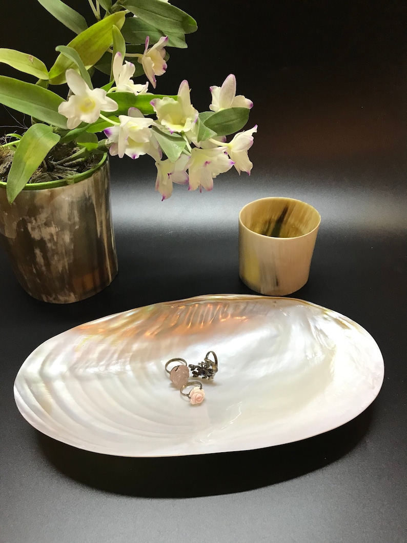 Decorative Giant Shell Dish Mother of Pearl Dish Seashell Etsy