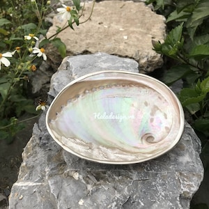 Giant Pink Abalone Shell Dish With Silver Plated Trim, Seashell Dish , Catchall Shell Dish ,Smudge Bowl, Smugding Ceremonies  Meditation