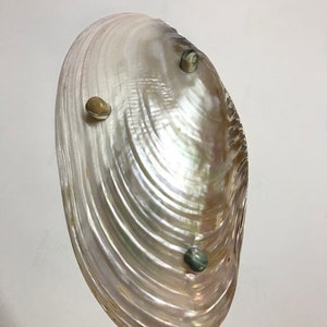 Decorative Giant Shell Dish, Mother of Pearl Dish Seashell Dish ...
