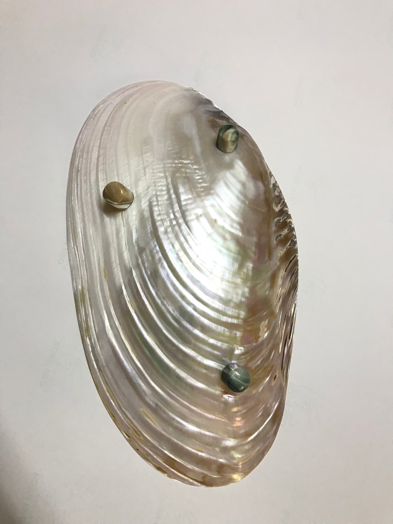Decorative Giant Shell Dish Mother of Pearl Dish Seashell Etsy Australia