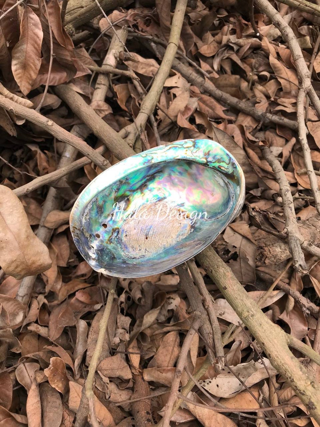 Giant Abalone Shell Dish Seashell Dish Catchall Shell Dish Etsy