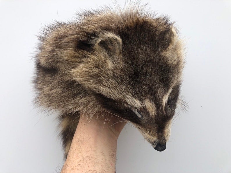 Davy Crockett Raccoon Hat, Fur Hat, Authentic Fur, Leather Lined, image 1