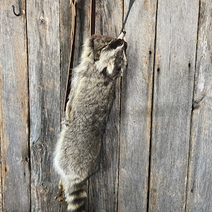 Raccoon hide Quiver, Arrow Quiver, archery quiver, handmade quiver,