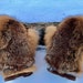 see more listings in the Furs and Fur Products section