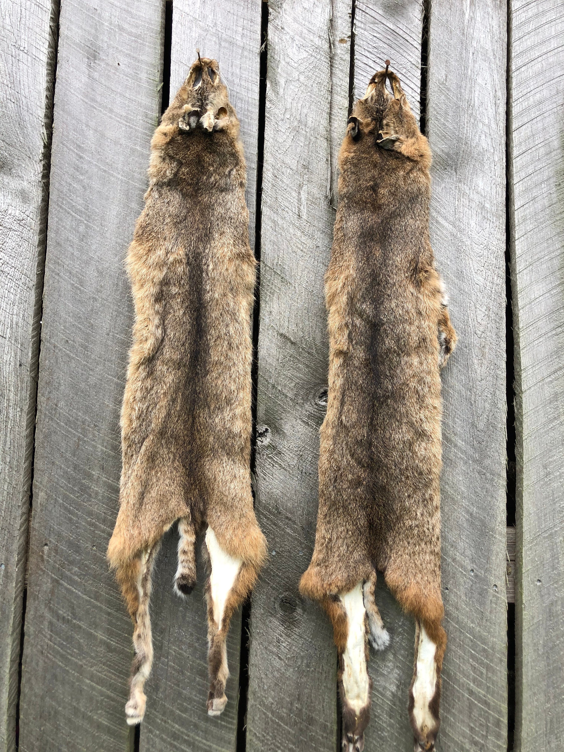 Bobcat Pelt Bobcat Hide Bobcat With Feet Wall Hanger Cabin - Etsy