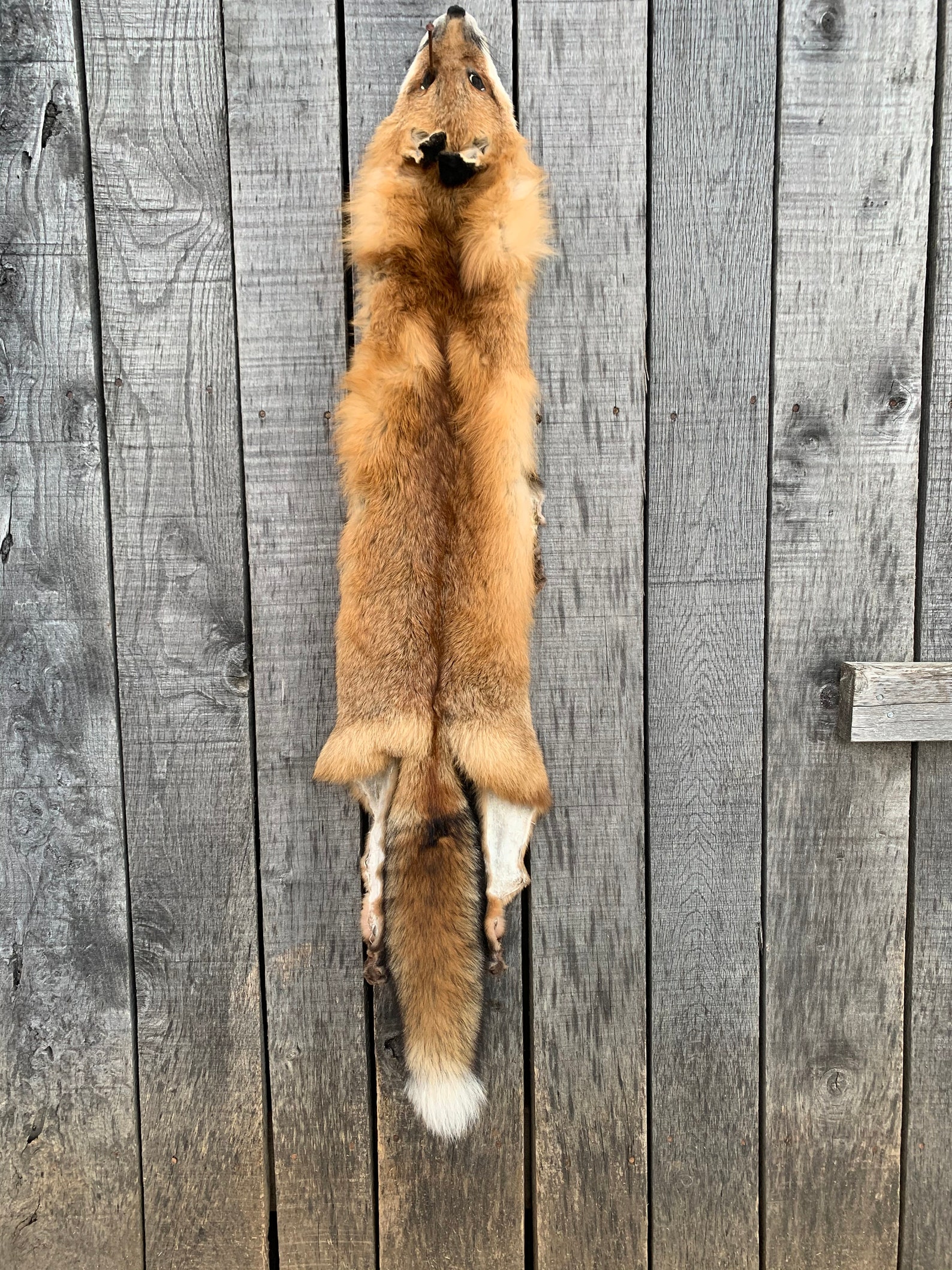 Pennsylvania red Fox Red fox pelt garment tanned red Fox | Etsy