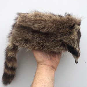 Davy Crockett Raccoon Hat, Fur Hat, Authentic Fur, Leather Lined, image 2