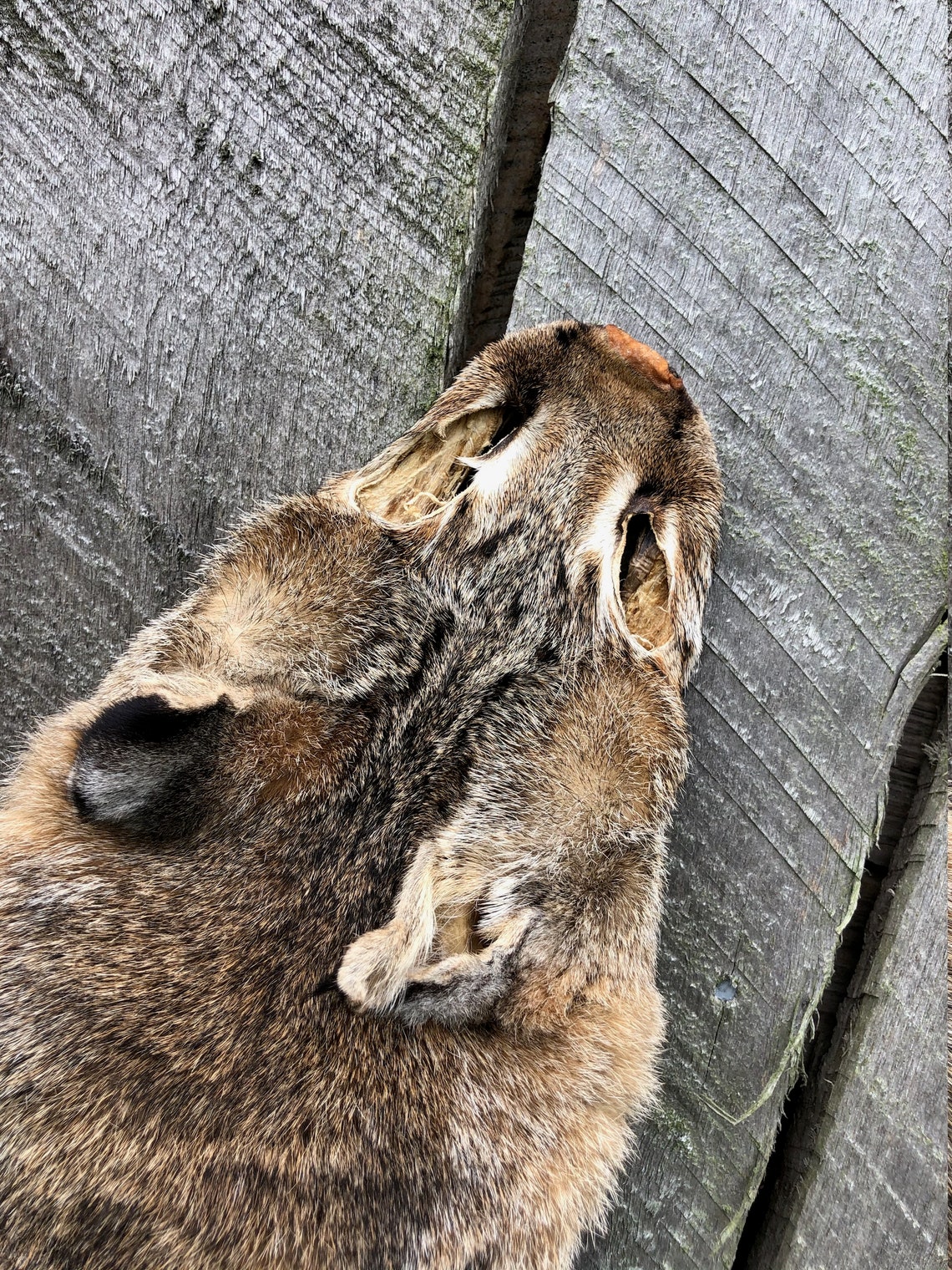 Bobcat Pelt Bobcat Hide Bobcat With Feet Wall Hanger Cabin Etsy
