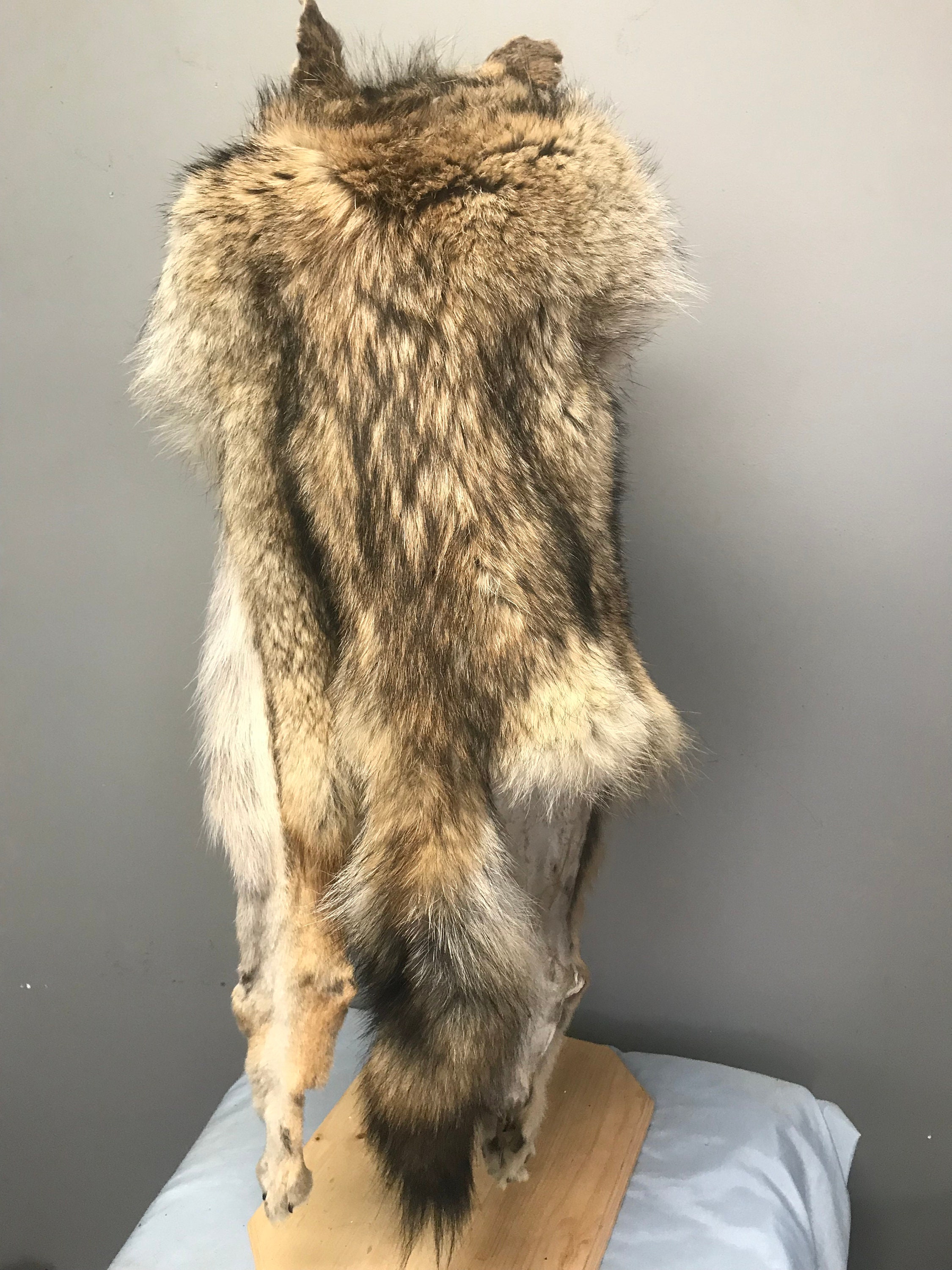 Trappers Hat Mountain Man Hat Coyote Hat Prime Fur Hat Etsy Canada