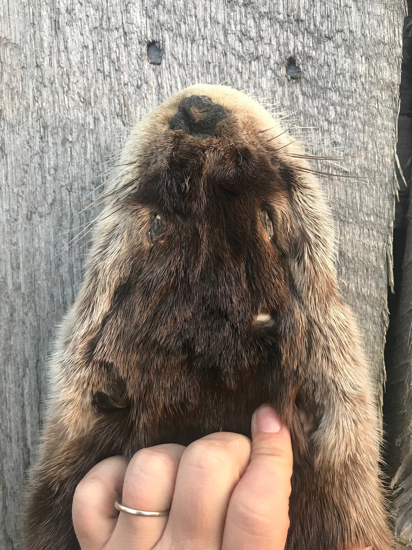 River Otter Fur River Otter Otter Pelt Kentucky Otter XXL - Etsy