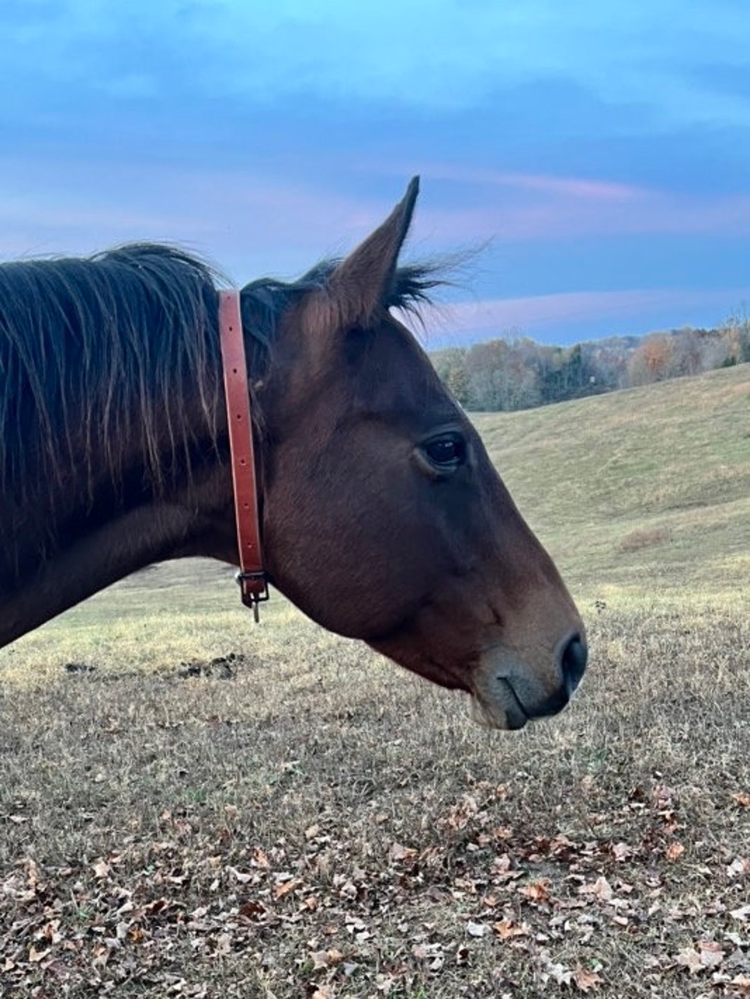 Pasture Collar, Horse Collar, Broodmare Collar, Etsy
