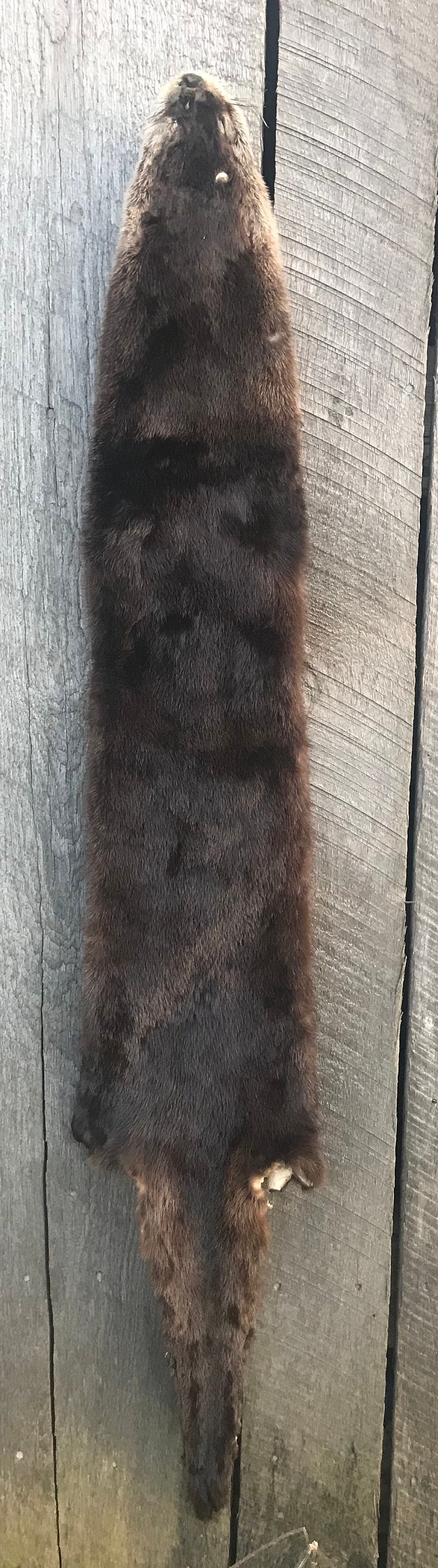 River Otter Fur River Otter Otter Pelt Kentucky Otter XXL - Etsy