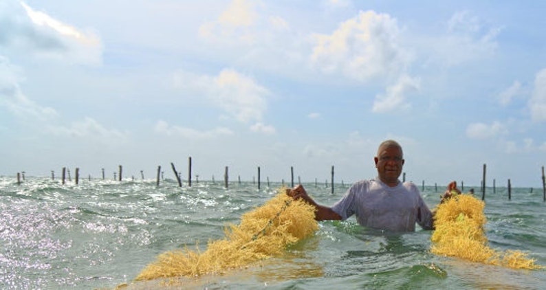 Seamoss Bulk 3lbs St. Lucia 100 dried Raw Natural