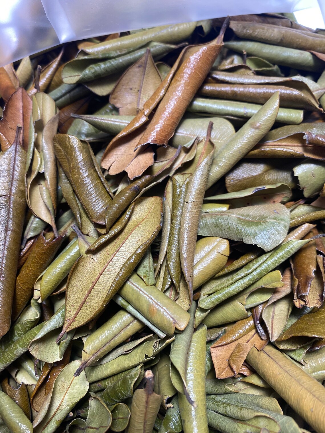 Sweet Bay Leaf St. Lucia Wildcrafted Etsy