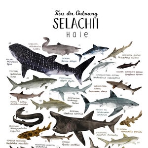 POSTER // Selachii Sharks image 2