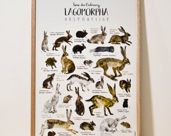 POSTER // Lagomorpha - Rabbit-like