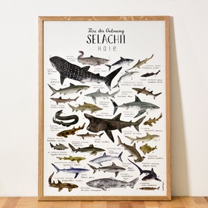 POSTER // Selachii Sharks image 1