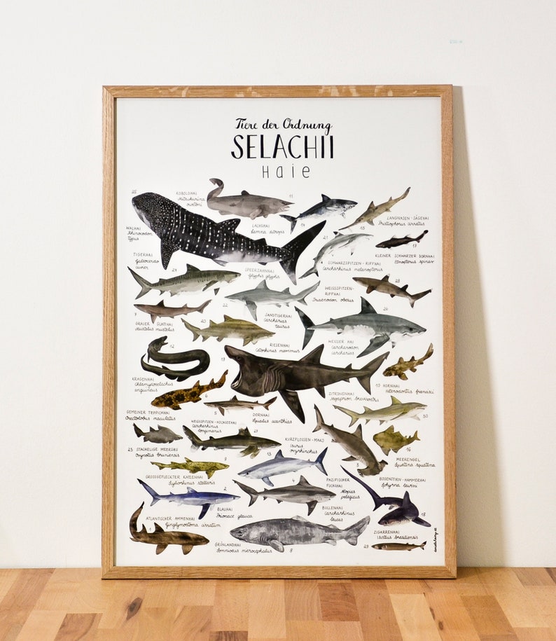 POSTER // Selachii Sharks image 1