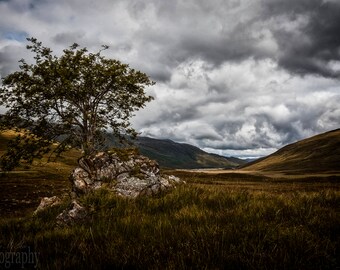 Glen Shiel - Valley, Tree, Moody, Scotland, UK, Landscape, Nature, Hills, Scottish Scenery Highlands, Fine Art Photography