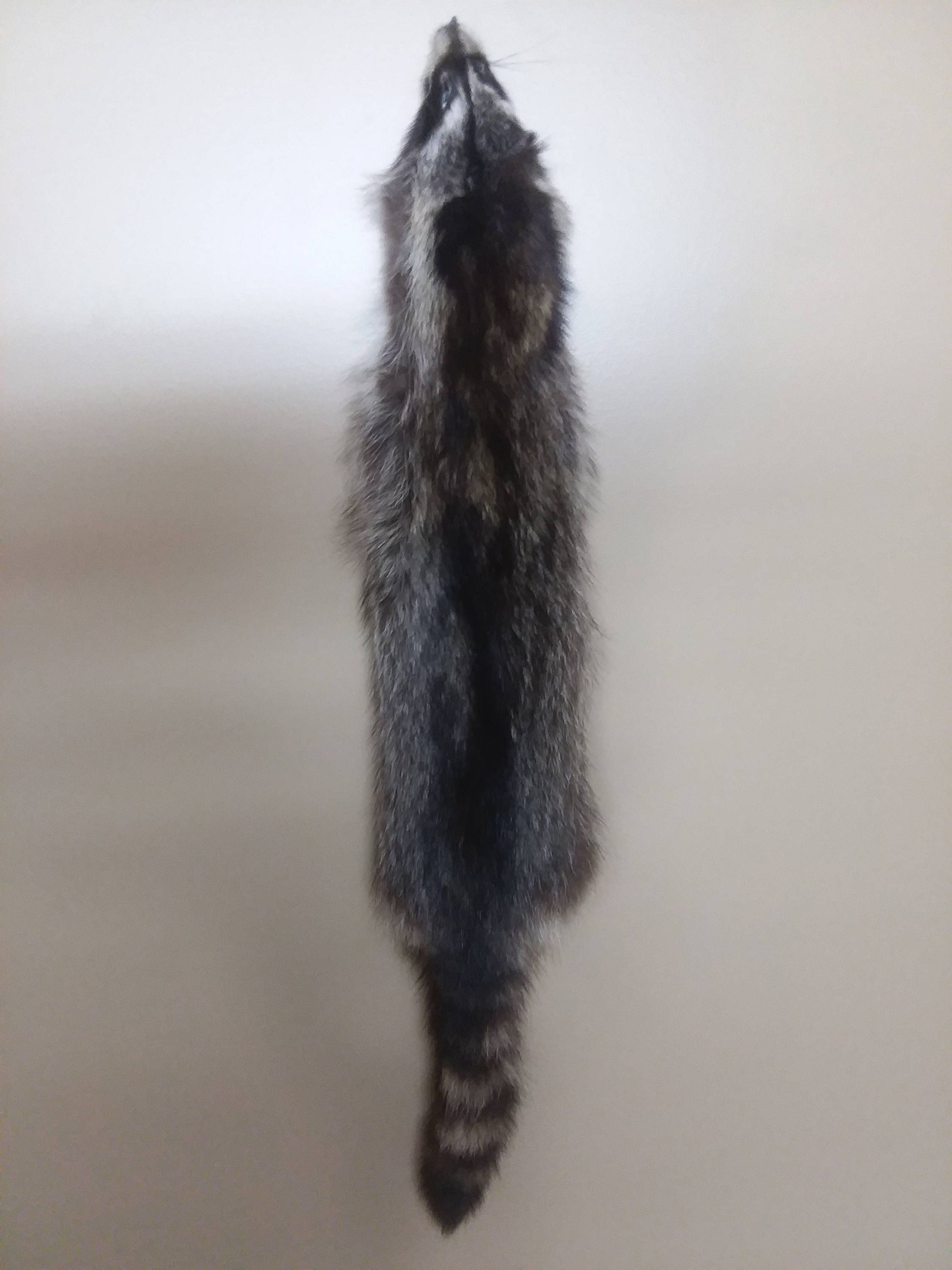 Raccoon Fur Raccoon Pelt Raccoon skin Raccoon Hide | Etsy