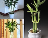 100 Seeds pack Promotion lucky Bamboo