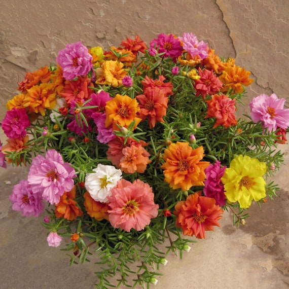 100× FRESH FLOWER SEEDS MOSS ROSE DOUBLE MIX PORTULACA GRANDIFLORA GARDEN NICE