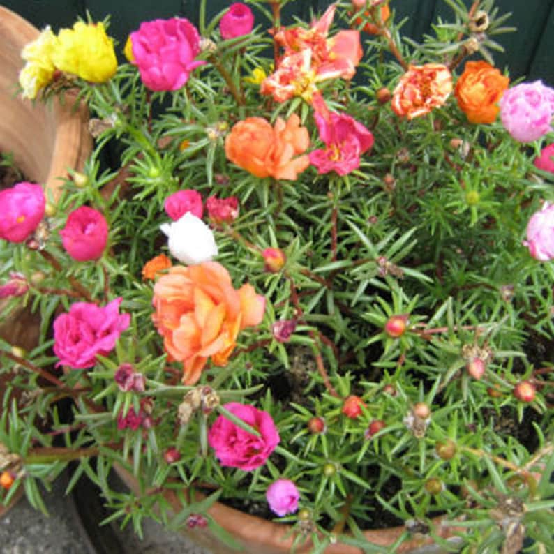 100× FRESH FLOWER SEEDS MOSS ROSE DOUBLE MIX PORTULACA GRANDIFLORA GARDEN NICE