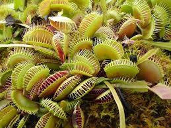 Brand New 40pc Dionaea Muscipula Venus Fly Trap Carnivorous Plant Seeds CA