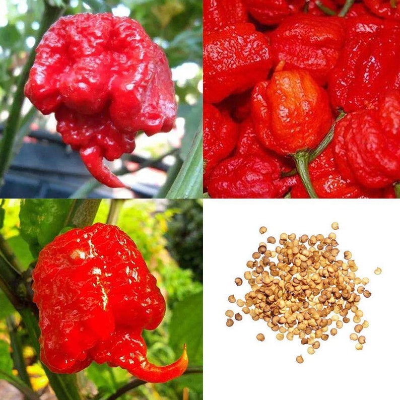 Семена Каролина Риппер Купить