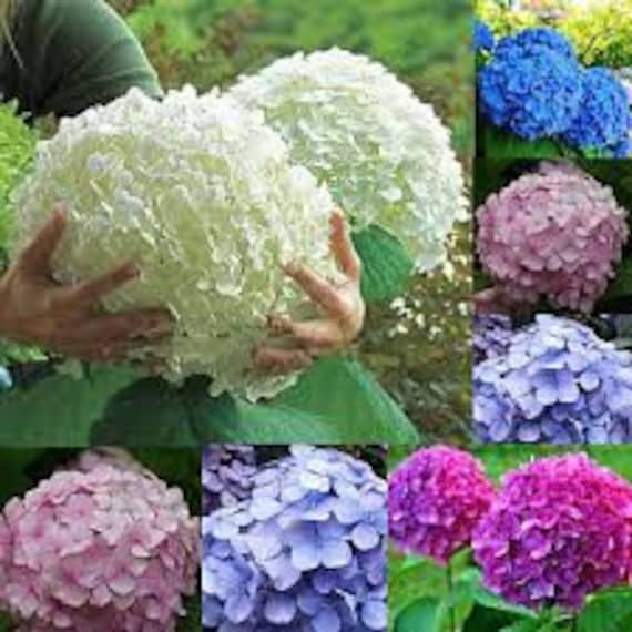 50pcs Rare Hydrangea Flower Seeds Garden Perennial Seed Yard Etsy