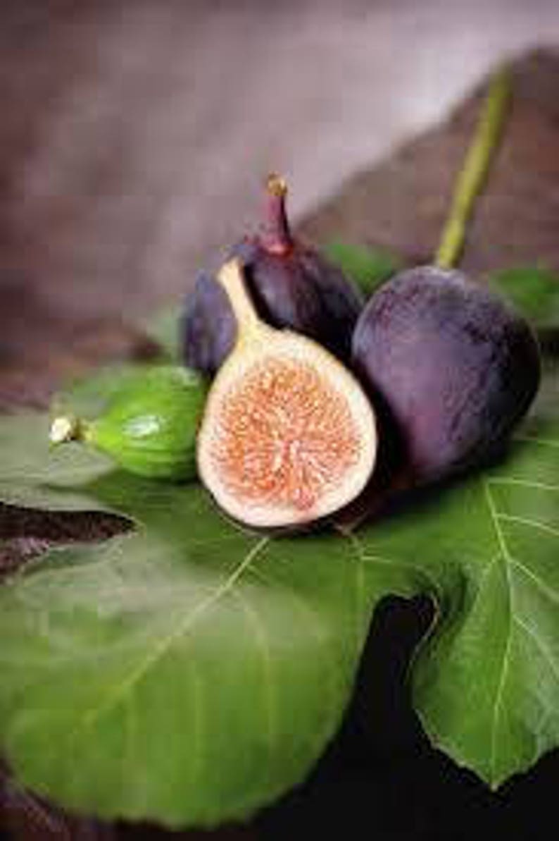 30pcs Fig Tree Seeds Greek Honey Fig Amazing Variety Exotic Delicious Fruit