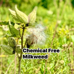 Milkweed seeds, 250 Common Milkweed Seeds, Heirloom, Native, Flower Seeds -READY TO PLANT. Already cold stratified,chemical free