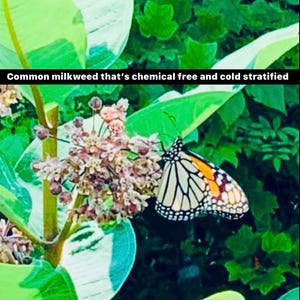 Milkweed seeds,  cold stratified,Common Milkweed Seeds 250, Heirloom, Native, Flower Seeds -READY TO PLANT. chemical free