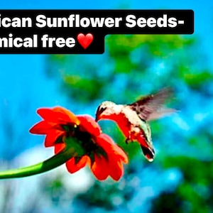 Tithonia Rotundifolia, Mexican sunflower red torch seeds,  a favorite for all butterflies -chemical free