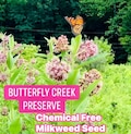 350 Common Milkweed Seeds: Heirloom Native Flower, Monarch Butterfly ,Ready to Plant,cold stratified