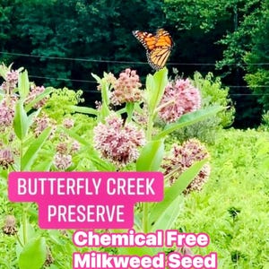 Milkweed seeds,(Asclepias Syriaca) 350 Common Milkweed Seeds, butterfly Flower Seeds -READY TO PLANT. Already cold stratified,chemical free