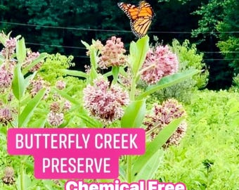 350 Common Milkweed Seeds: Heirloom Native Flower, Monarch Butterfly ,Ready to Plant,cold stratified