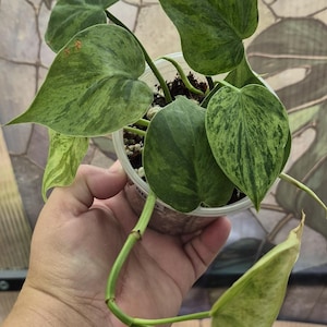 Varg Heartleaf Philodendron | Rare Variegated Philodendron Hederaceum | Rooted Live Houseplant | Easy-Care Collector Plant