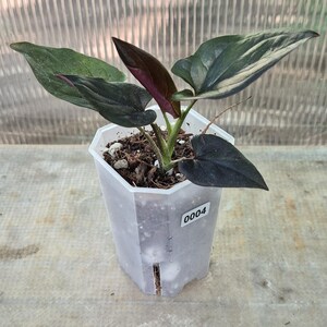 Syngonium Llano Carti Rd 3"