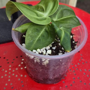 May include: A small green plant with heart-shaped leaves potted in a clear plastic container filled with dark soil and white perlite. The plant features smooth, slightly wavy foliage and is positioned in a transparent cup showing the root medium.