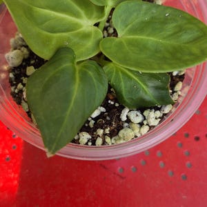 May include: A small green plant with heart-shaped leaves potted in a clear plastic container filled with dark soil and white perlite. The plant features several smooth, vibrant green leaves radiating from the center of the potting mix.