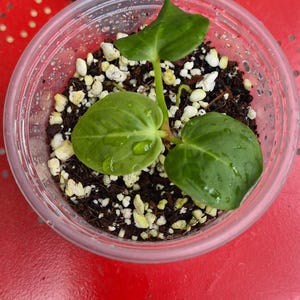 May include: A small green plant with three heart-shaped leaves growing in a clear plastic cup filled with dark potting soil and white perlite. The leaves have visible water droplets on their surfaces. The plant is centered in the container.