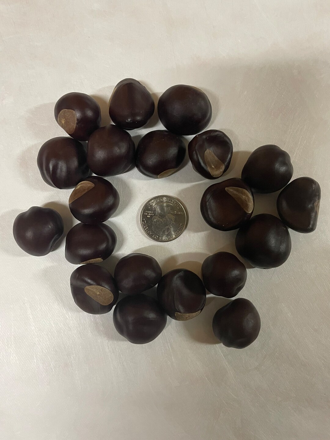 100 Dry Buckeye Nuts Harvested 2022. Medium Etsy