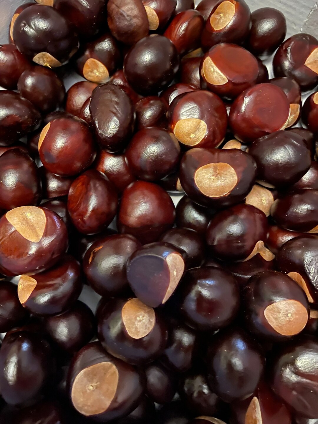 50 Fresh Buckeye Nuts Harvested 2023. Medium to Large Etsy