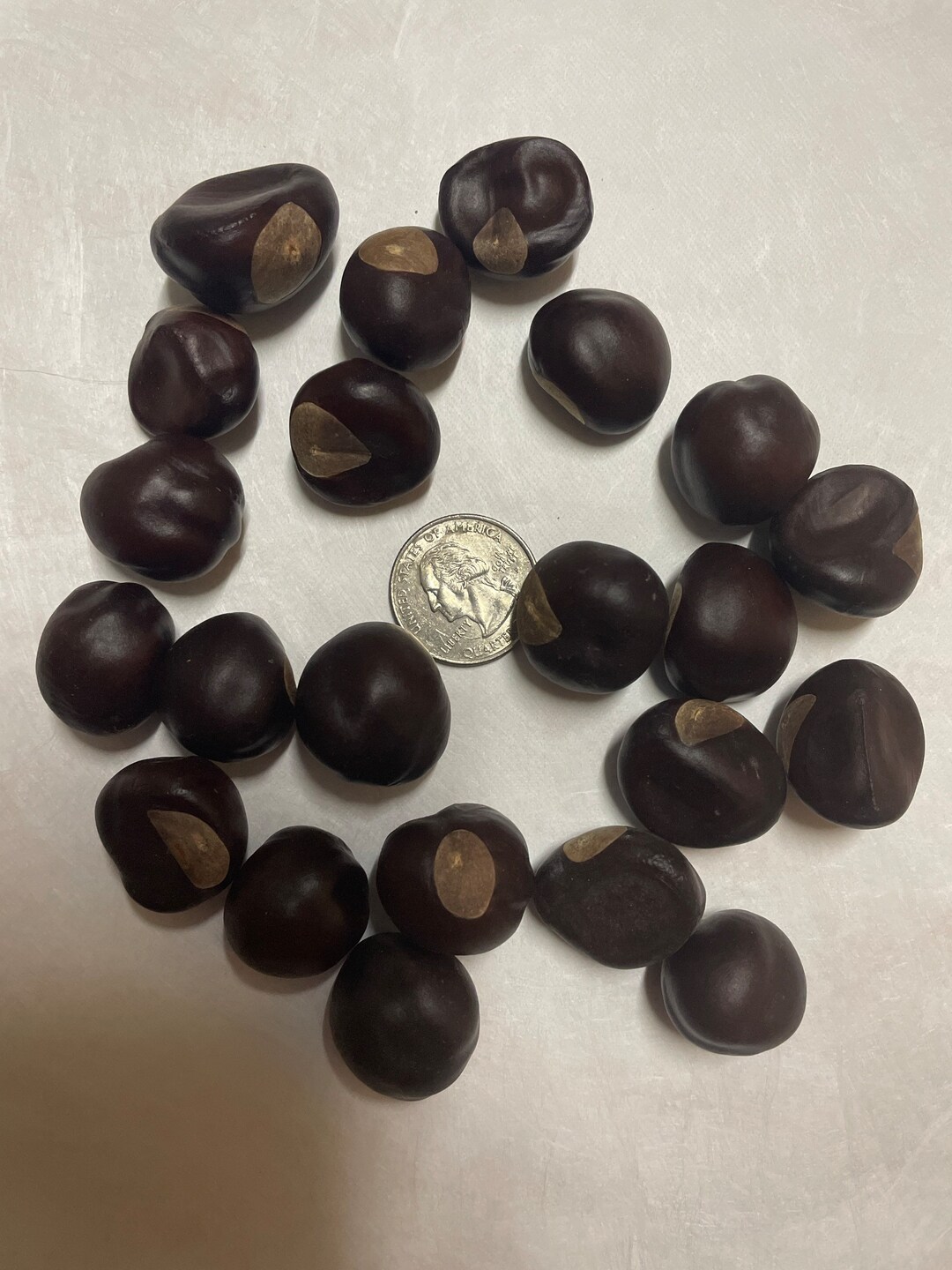 50 Small to Medium Dry Buckeye Nuts Harvested 2022. Etsy
