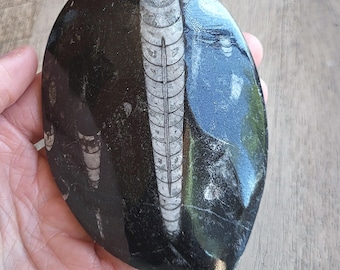 Polished Orthoceras Fossil, Orthoceras Specimen, Large Fossils, L180