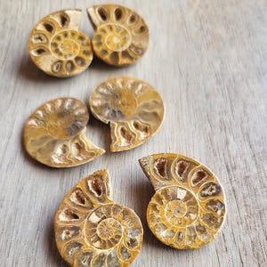 May include: Six fossilized ammonite shells with spiral patterns and a range of brown and tan hues are arranged on a light wood surface. The shells are cut in half, revealing the internal chambers.
