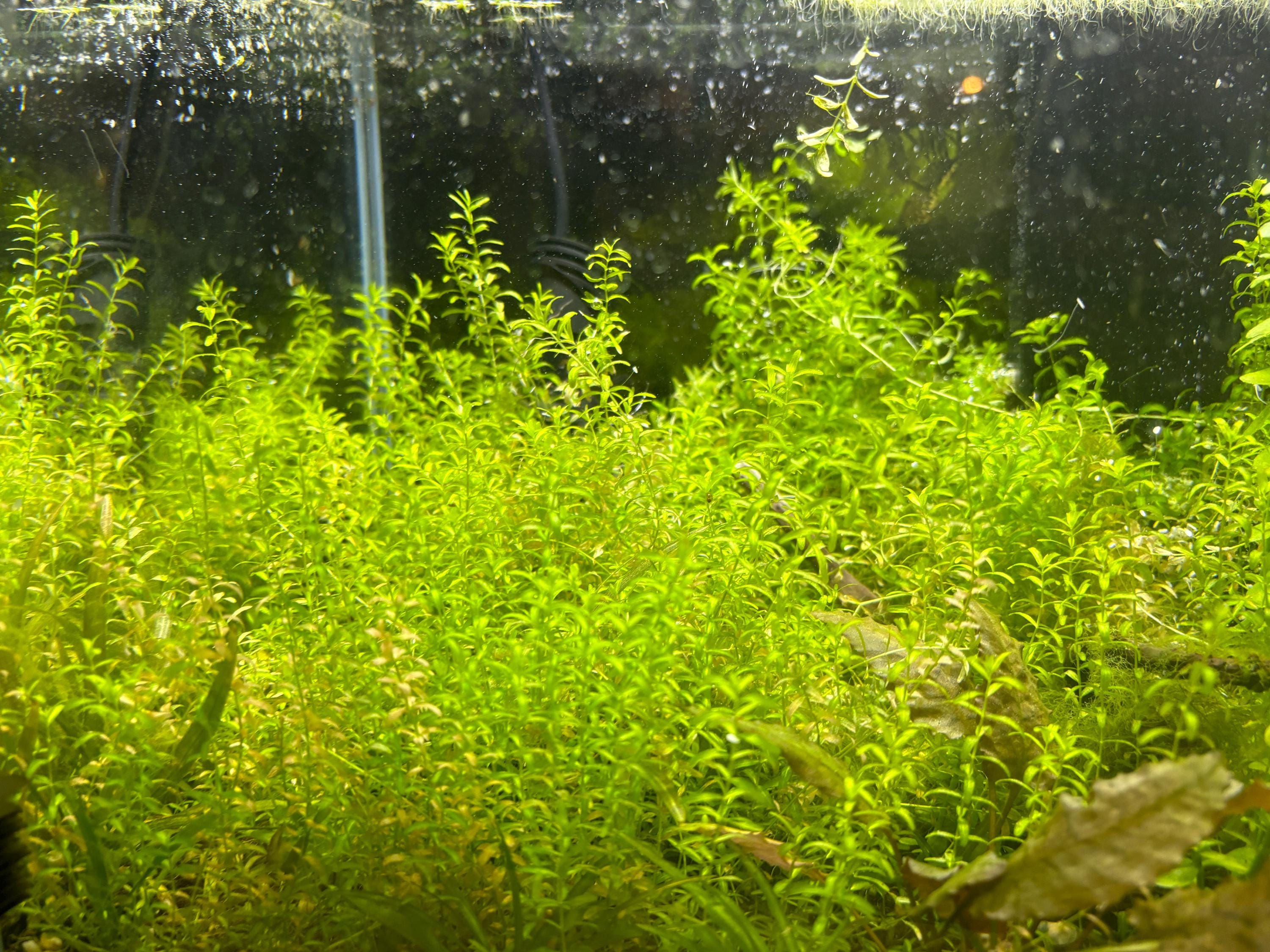 Pearl weed Hemianthus micranthemoides aquatic aquarium live plant aquascape