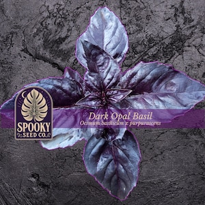 May include: A Dark Opal Basil plant with deep purple, glossy leaves. A logo for Spooky Seed Co. is visible on the left, featuring a stylized leaf icon. The text reads Dark Opal Basil and Ocimum basilicum x purpurascens in white lettering.