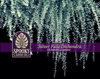 Silver Falls Dichondra Seeds | Native Cascading Silver Foliage, Trailing Groundcover Vine, Dichondra Argentea